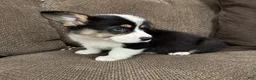 Welsh Corgi Pembroke dogs for sale: Chip - Ad 3