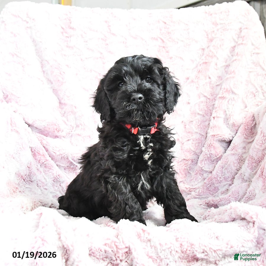 Cockapoo dogs Barkley - Ad 35