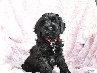 Cockapoo dogs Barkley - Ad 13