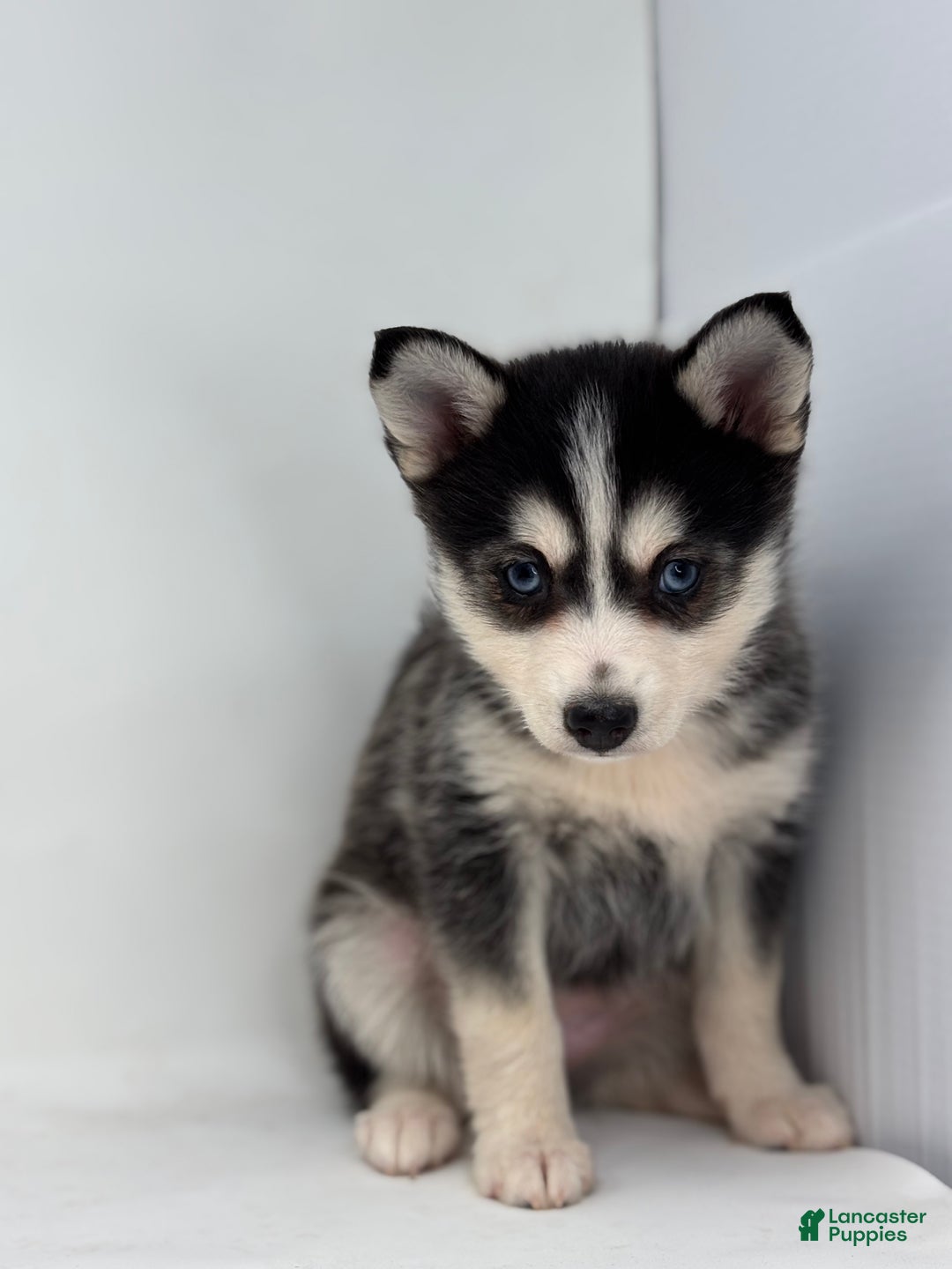 Pomsky dogs for sale: Daisey - Ad 3