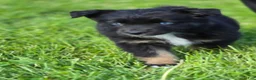 Australian Shepherd dogs for sale: Domino blue eyes - Ad 2