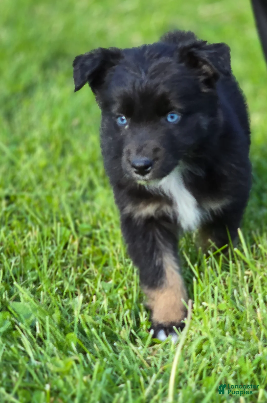 Australian Shepherd dogs for sale: Domino blue eyes - Ad 2