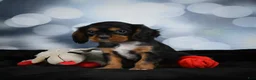 Cavalier King Charles Spaniel dogs for sale: Clyde - Ad 10
