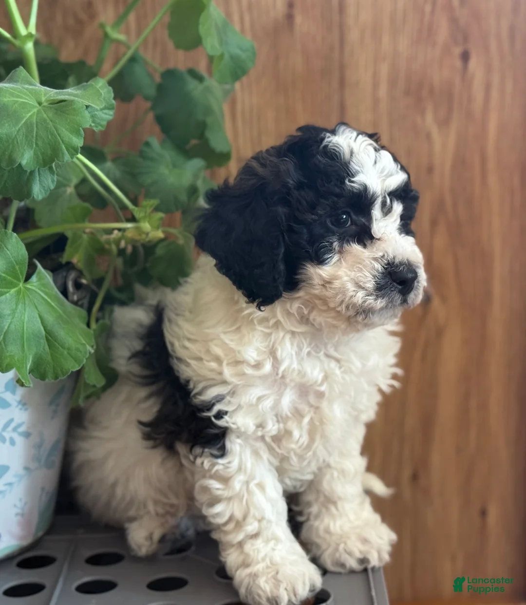 Bichpoo dogs for sale: Rascal  - Ad 4