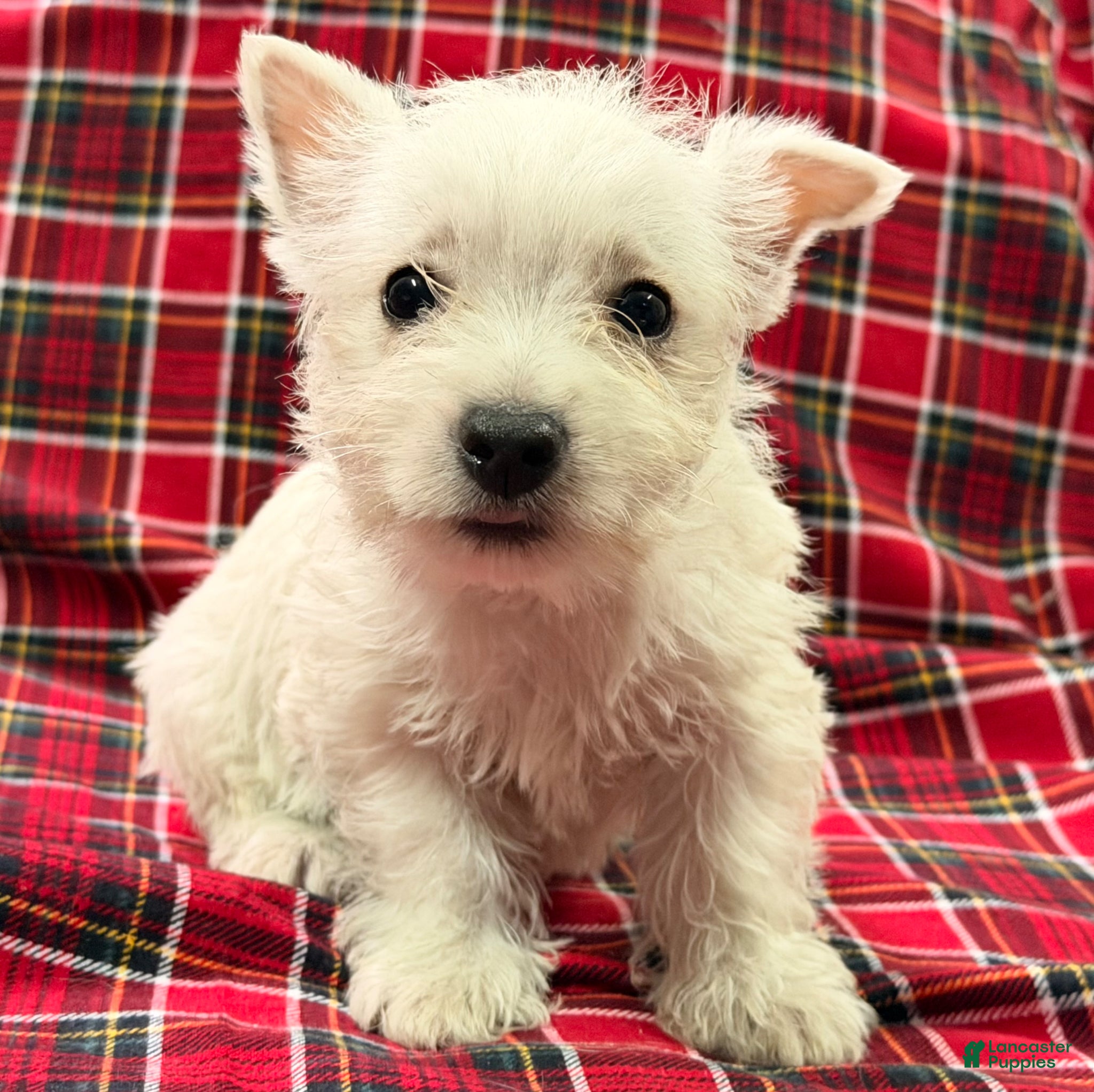 West Highland Terrier dogs Raegan - Ad 1