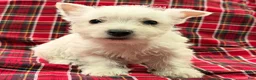 West Highland Terrier dogs for sale: Raegan - Ad 1