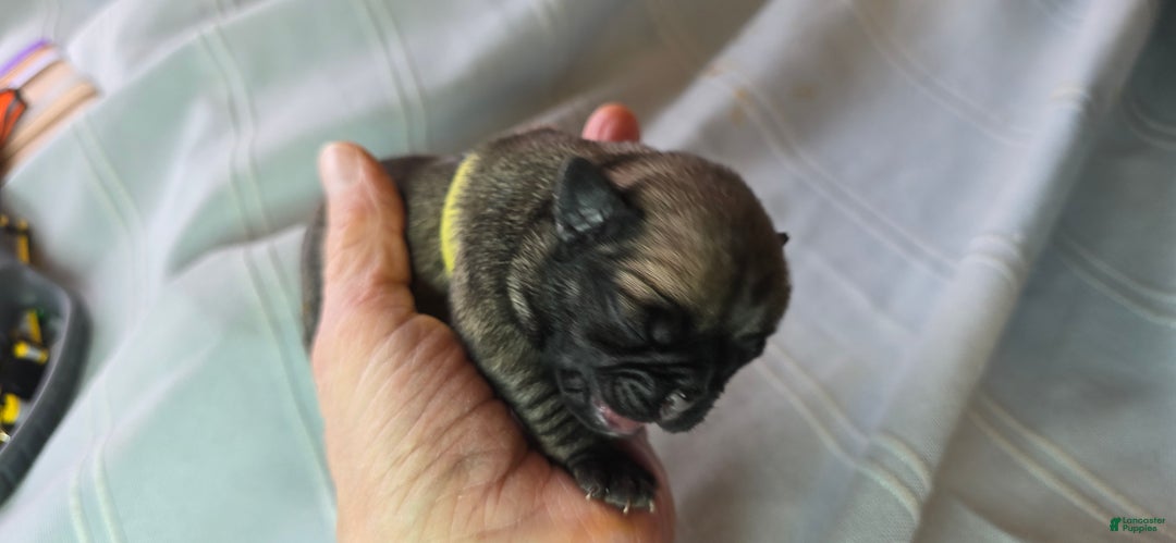 Pug dogs for sale: Jeannie - Ad 9