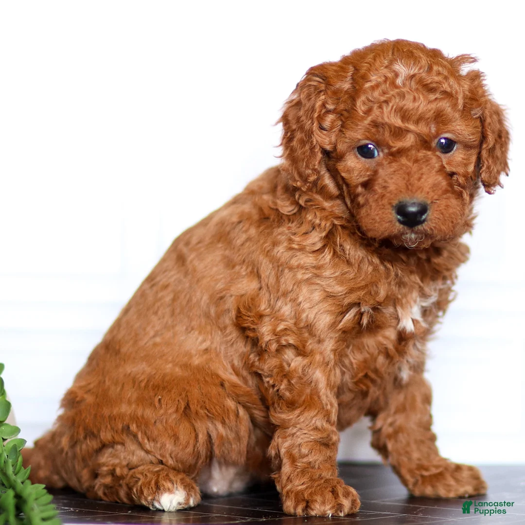 Goldendoodle dogs for sale: Rosette - Ad 2