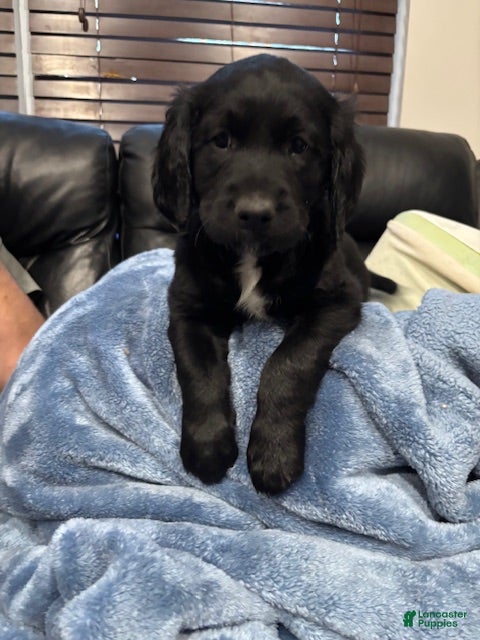 Goldendoodle dogs Goldendoodle Puppy 1 - Ad 2