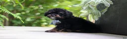 Cavapoo dogs for sale: Lil Bear - Ad 8