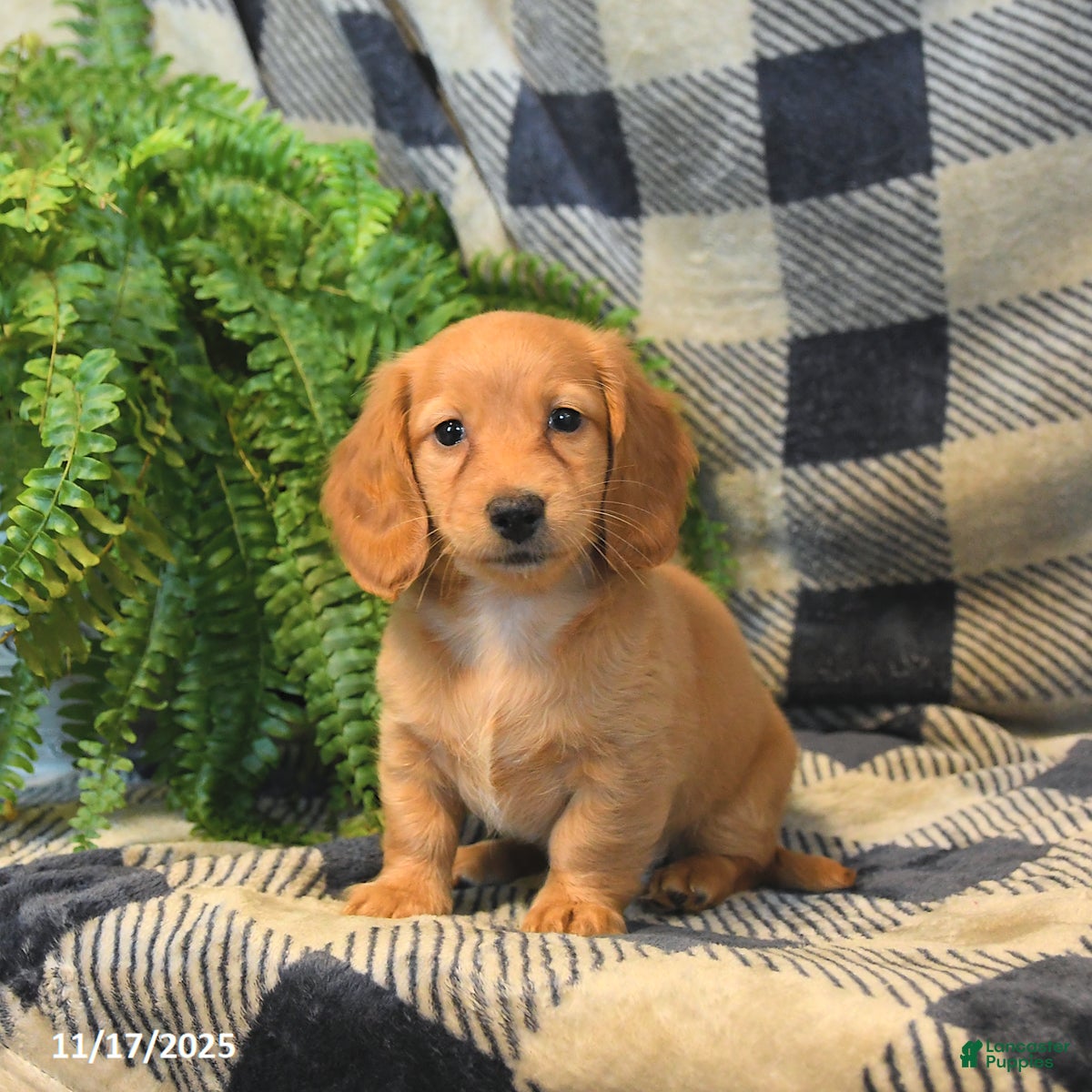 Miniature Dachshund dogs Millie - Ad 26