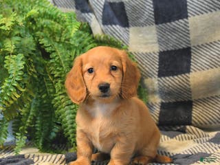 Miniature Dachshund dogs Millie - Ad 2