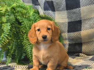 Miniature Dachshund dogs Millie - Ad 24
