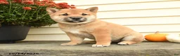 Shiba Inu dogs for sale: Lady Penelope - Ad 3