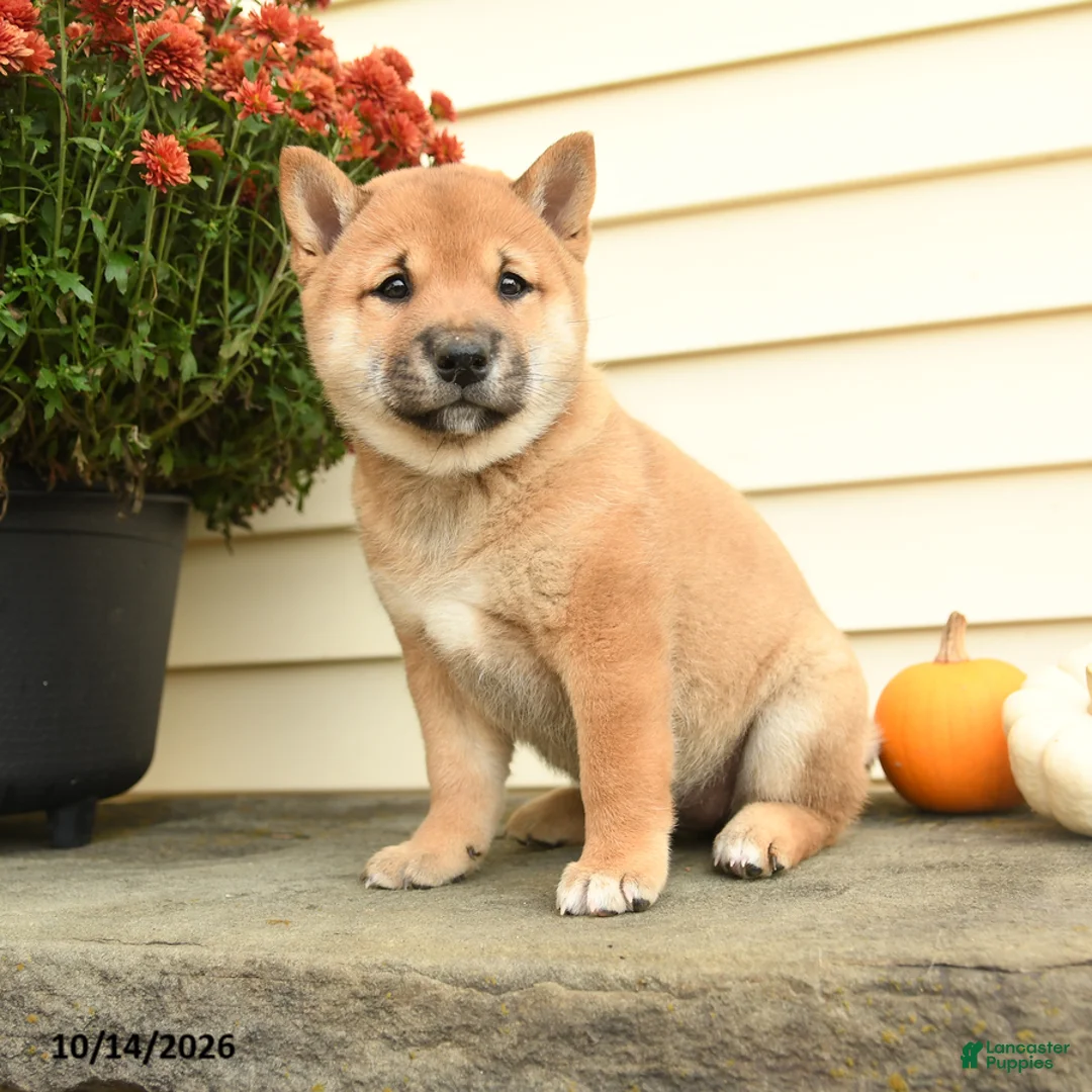 Shiba Inu dogs for sale: Lady Penelope - Ad 3