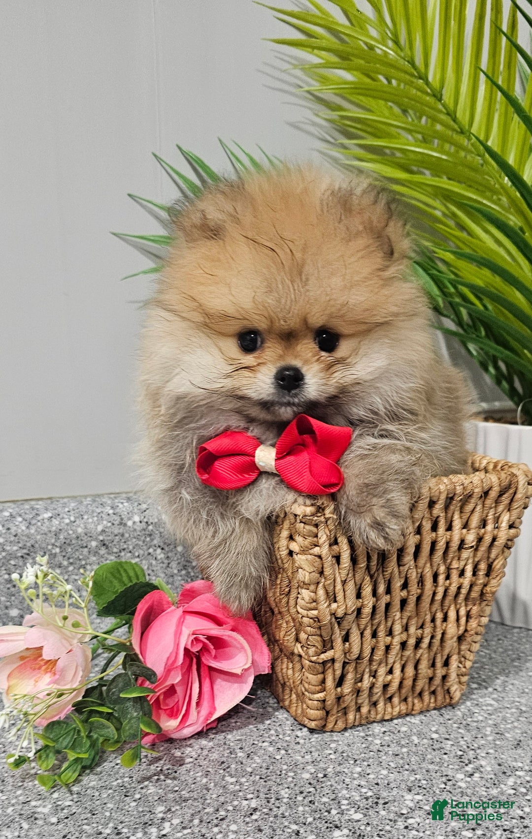 Pomeranian dogs for sale: Pomeranian Lauro - Ad 1