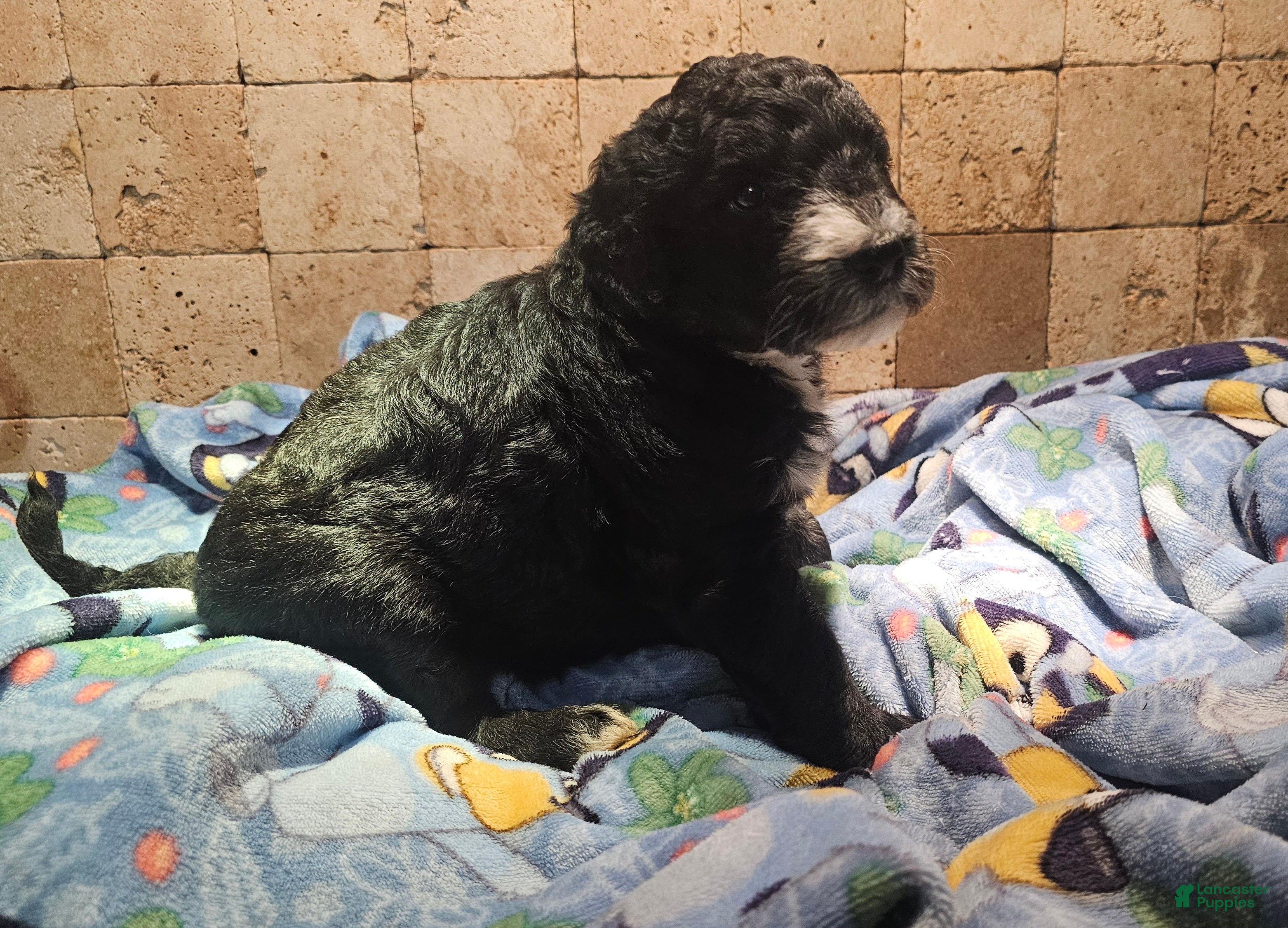 Sheepadoodle dogs Ebony - Ad 1