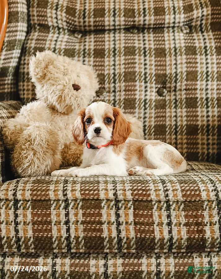 Cavalier King Charles Spaniel dogs Karen - Ad 2
