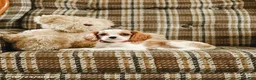 Cavalier King Charles Spaniel dogs for sale: Karen - Ad 2