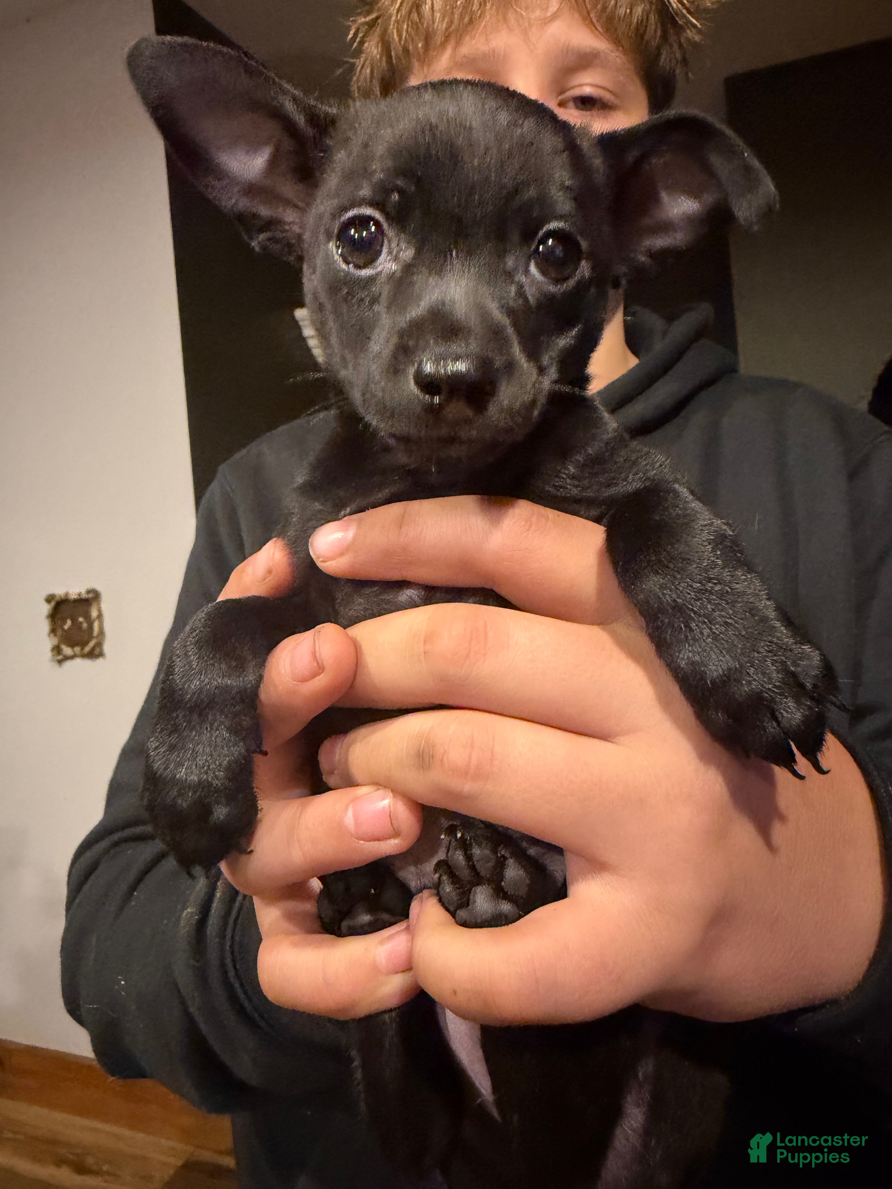 Chihuahua dogs Mike - Ad 2