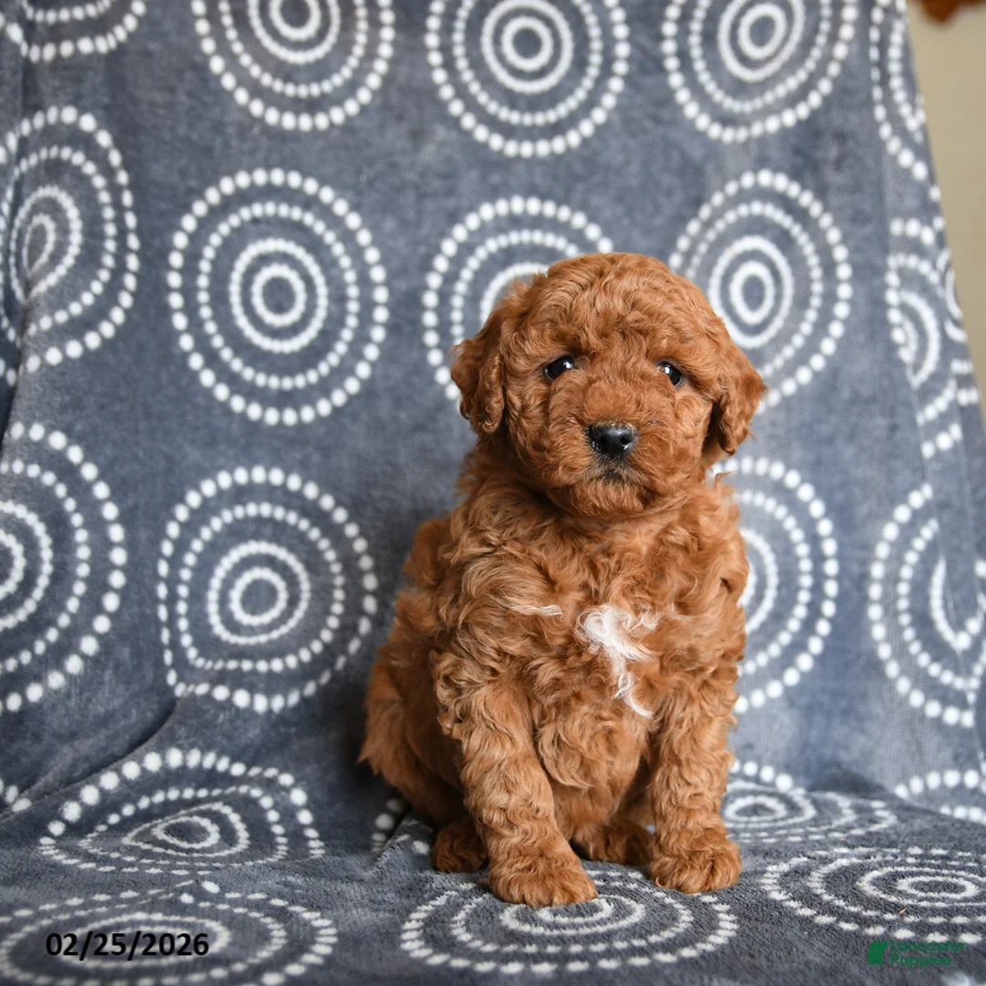 Mini Goldendoodle dogs for sale: Beverly - Ad 1