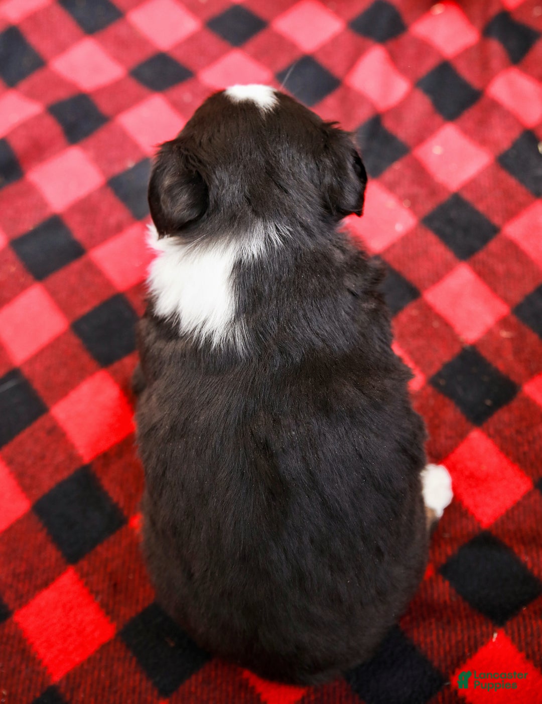 Miniature Australian Shepherd dogs for sale: Faith - Ad 8