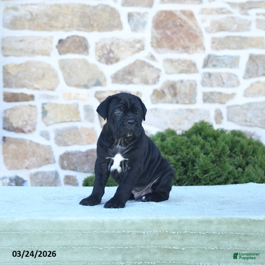 Cane Corso dogs Tank - Ad 1