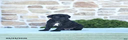 Cane Corso dogs for sale: Tank - Ad 1