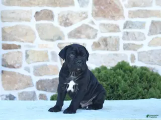 Cane Corso dogs for sale: Tank - Ad 4