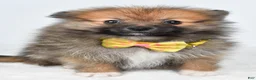 Pomeranian dogs for sale: Anson - Ad 5