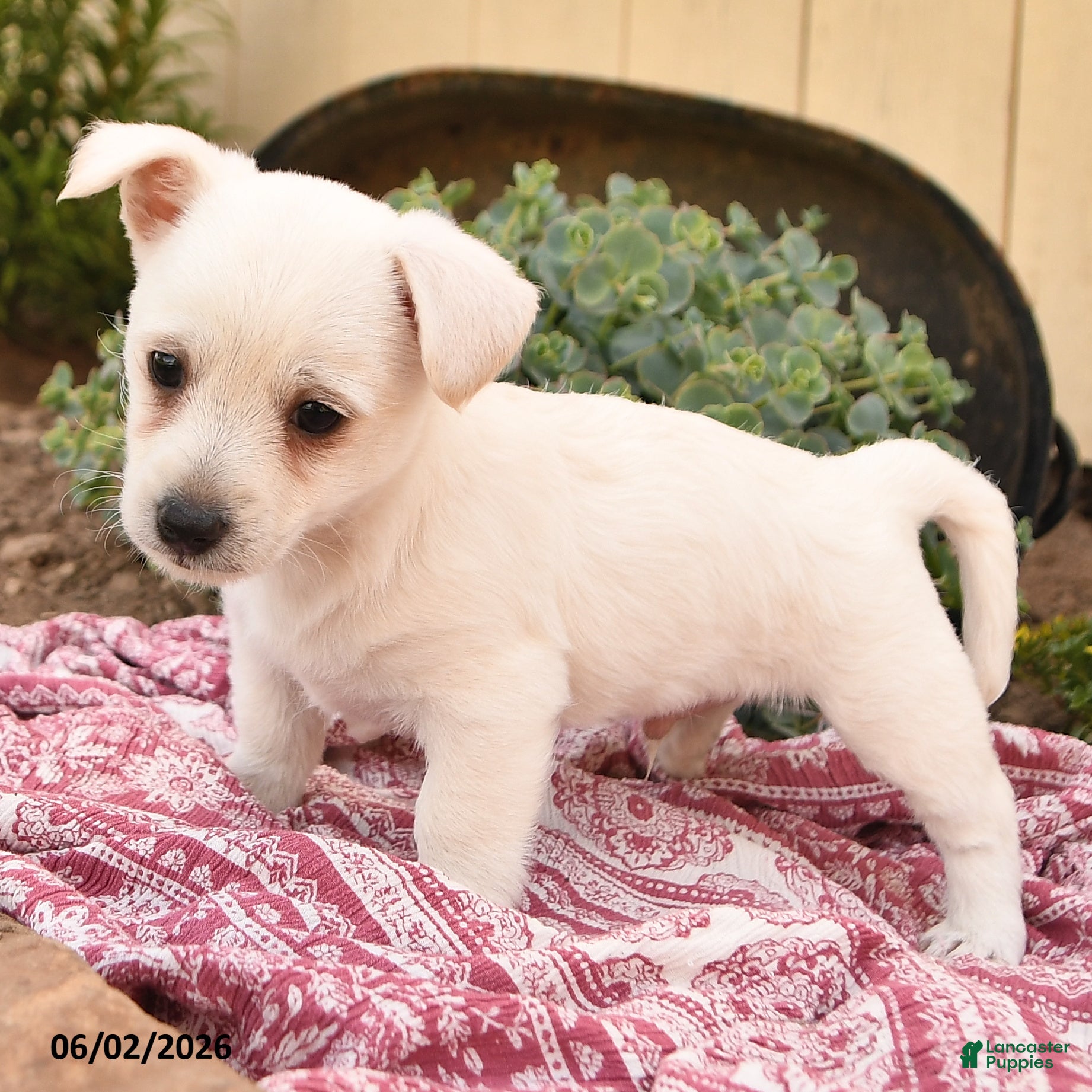 Westiepoo dogs for sale: Ryan - Ad 4