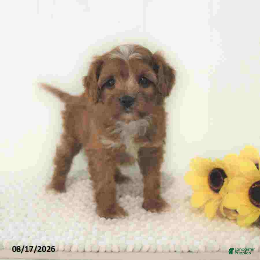 Cavapoo dogs Zachary - Ad 1