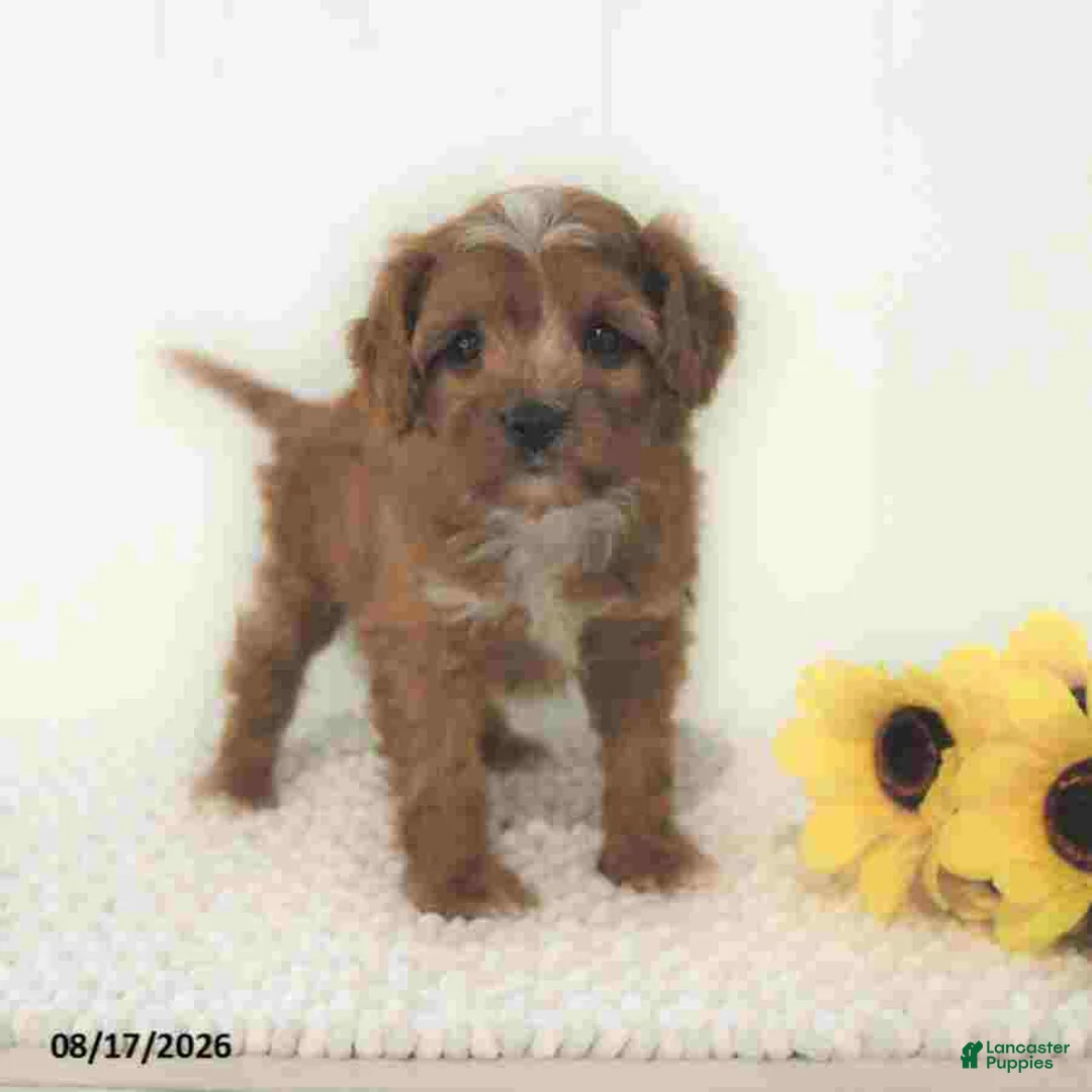 Cavapoo dogs for sale: Zachary - Ad 1