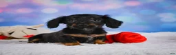 Miniature Dachshund dogs for sale: Winston - Ad 6