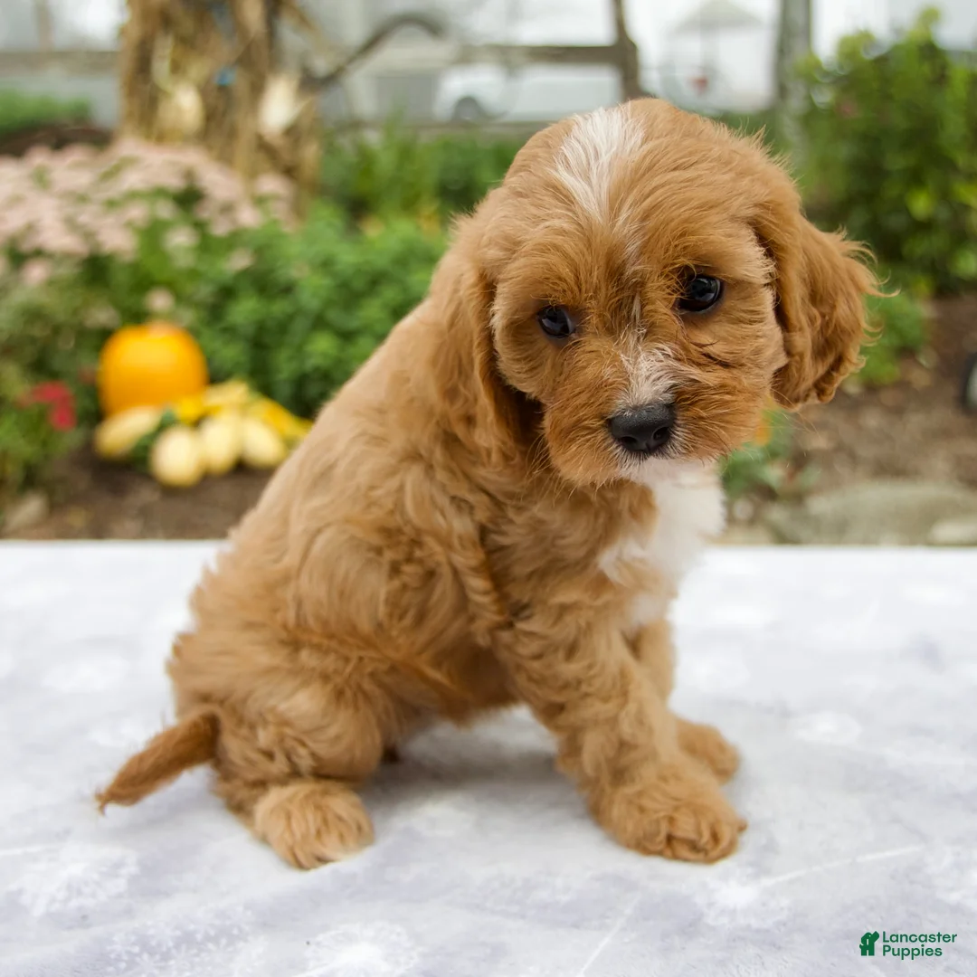Cavapoo dogs for sale: Tori - Ad 2