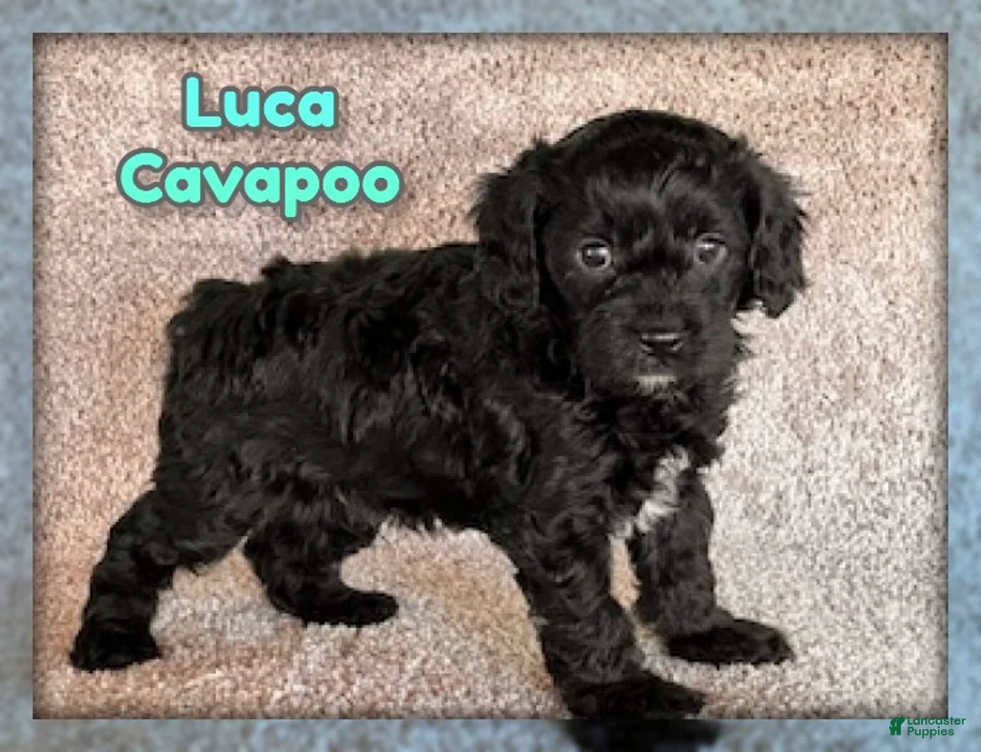 Cavapoo dogs for sale: Luca - Ad 1