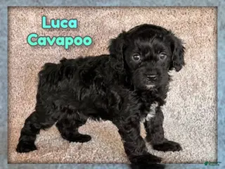 Cavapoo dogs for sale: Luca - Ad 1