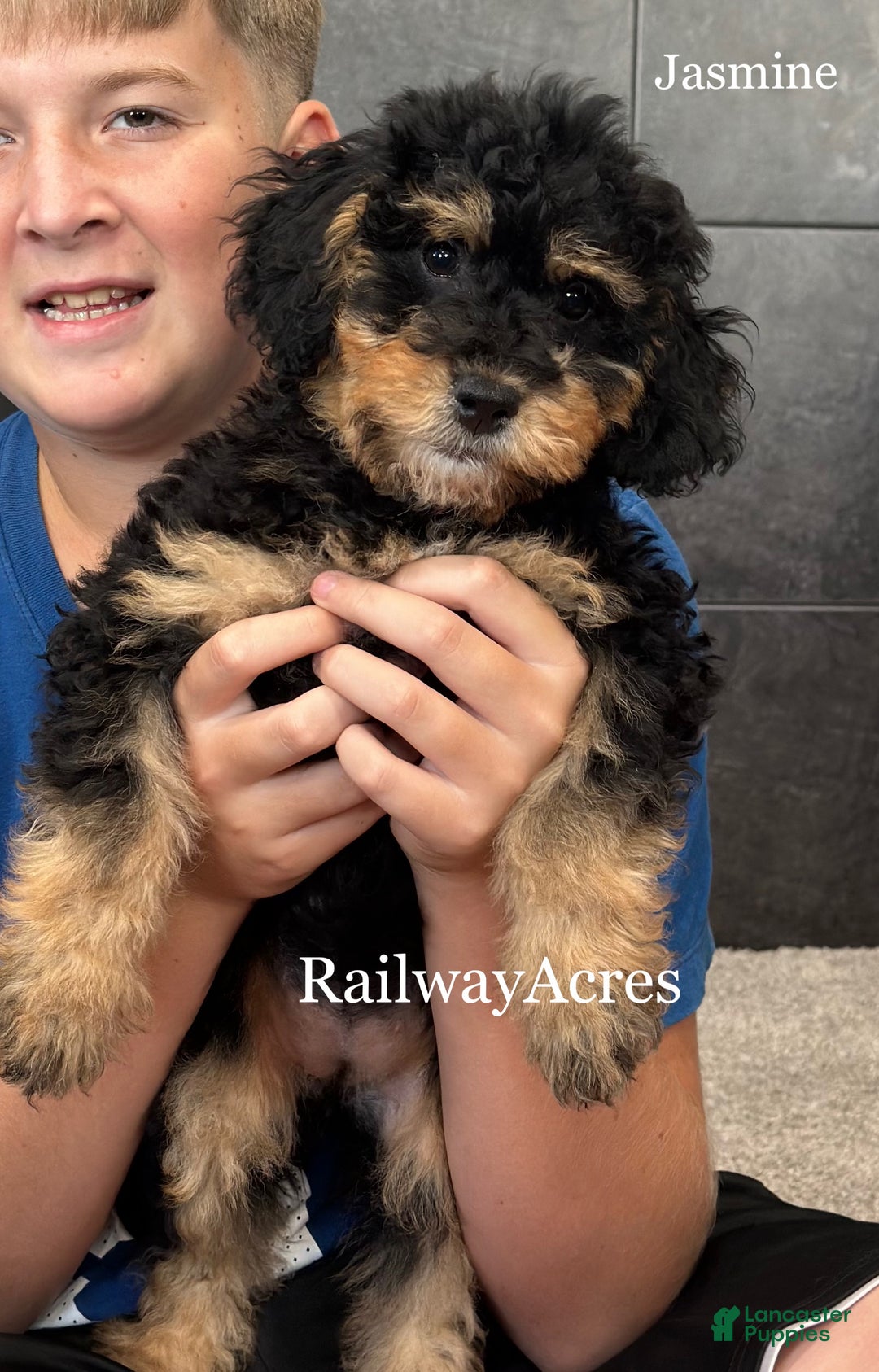 Mixed Breed dogs for sale: Golden Mt Doodle - Jasmine - Ad 5