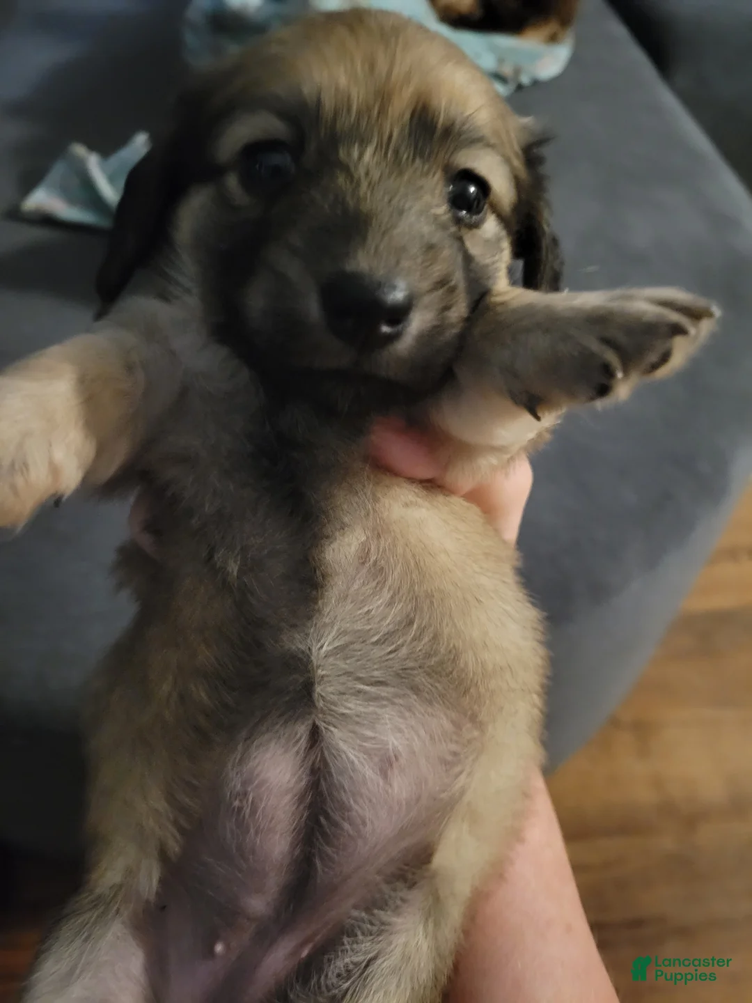 Dachshund dogs for sale: Kiwi, shaded cream - Ad 4