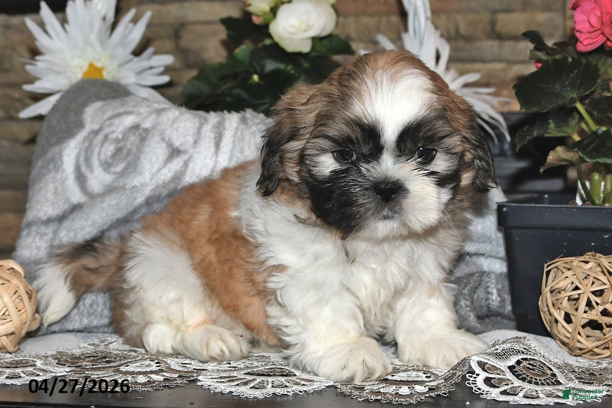 Shih Tzu dogs Spencer - Ad 1