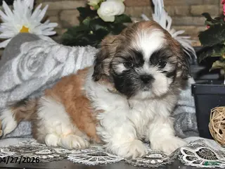 Shih Tzu dogs for sale: Spencer - Ad 1