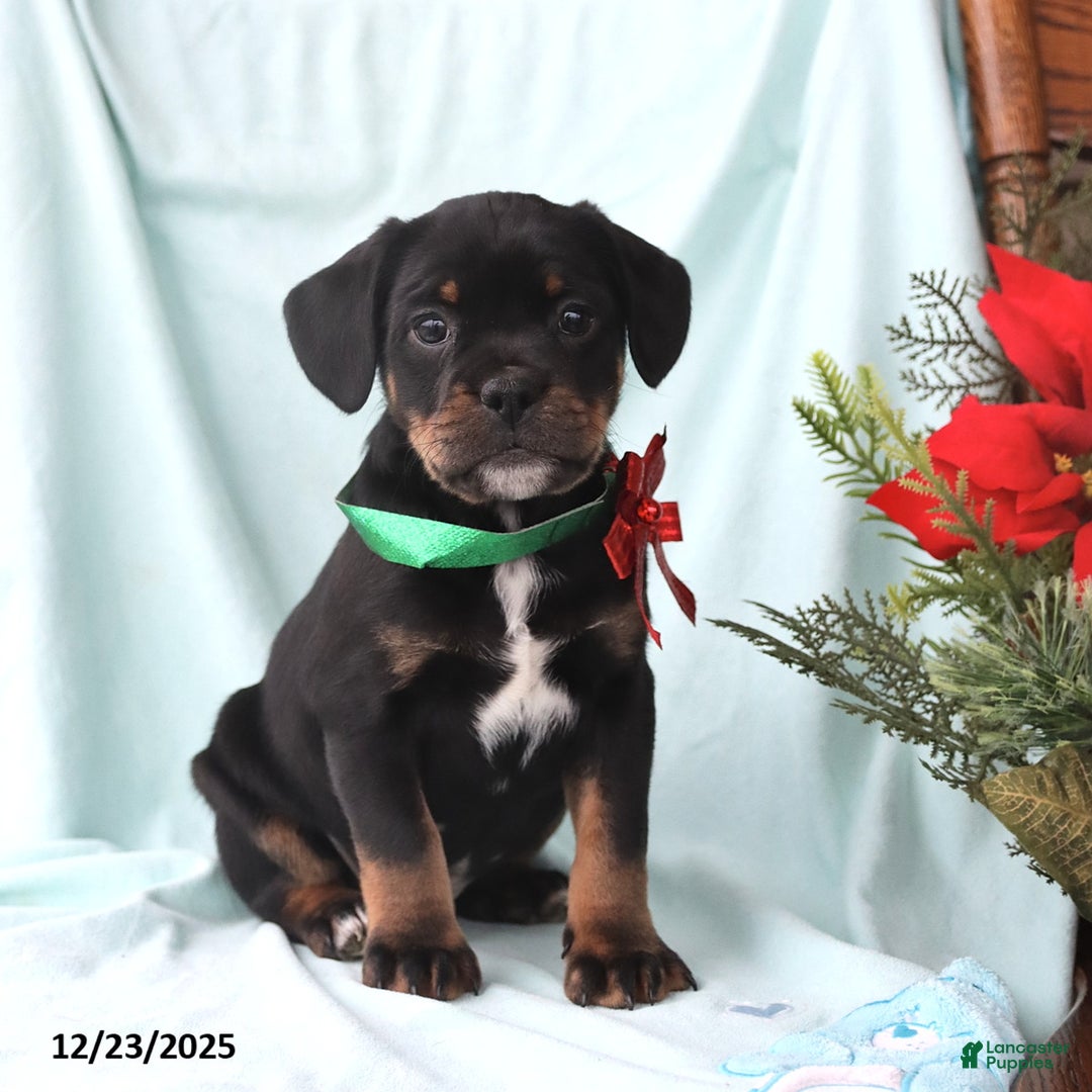 Mixed Breed dogs for sale: Andrew  - Ad 3