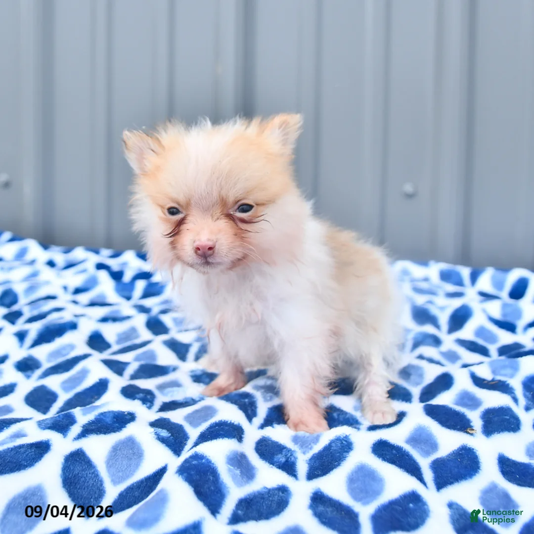 Pomeranian dogs for sale: Dahlia - Ad 2
