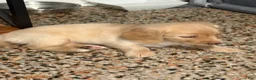 Mixed Breed dogs for sale: Zoey - Ad 2