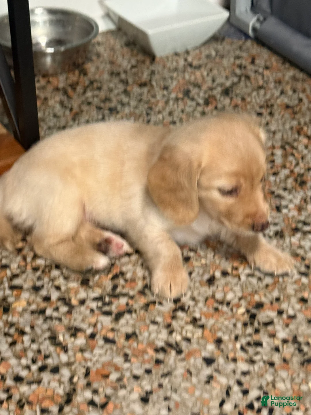 Mixed Breed dogs for sale: Zoey - Ad 2