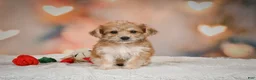 Yorkiepoo dogs for sale: Becca - Ad 8