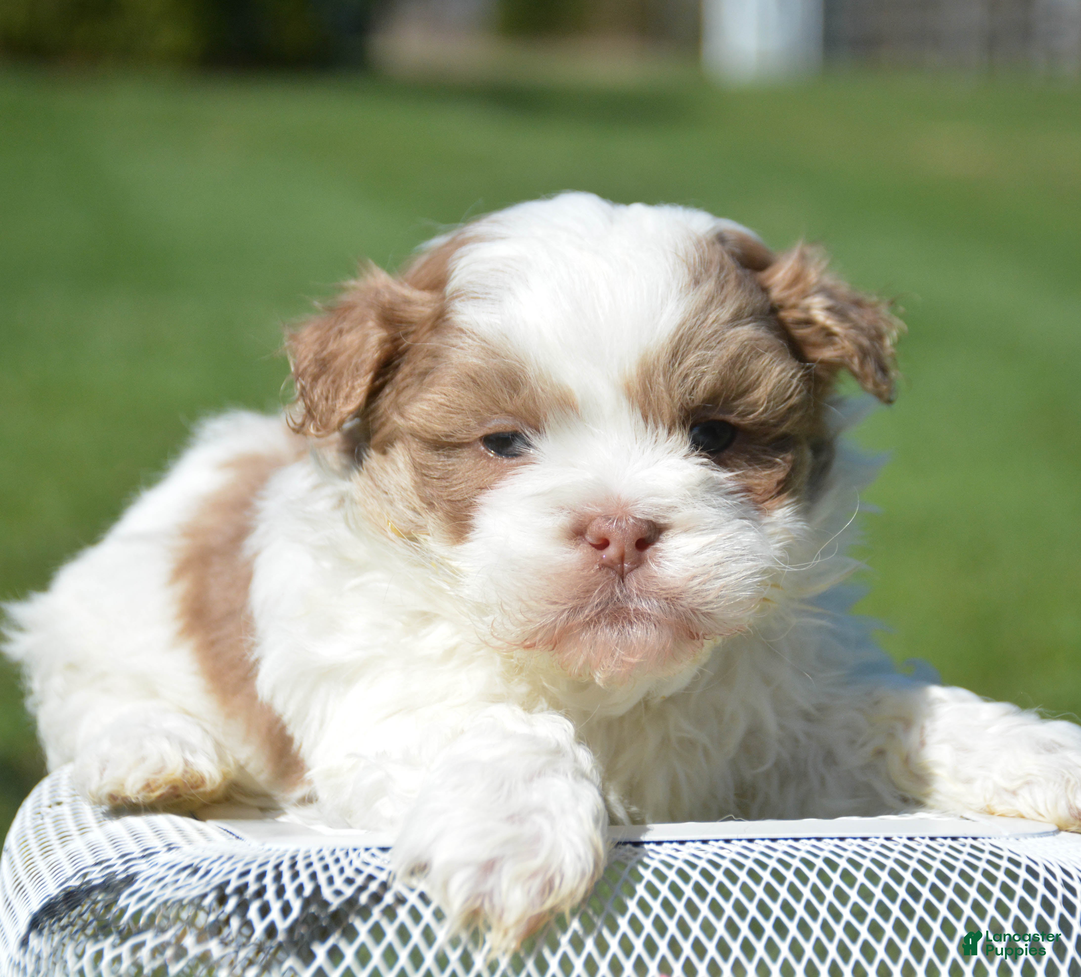 Shihpoo dogs Shihpoo Sarge - Ad 24