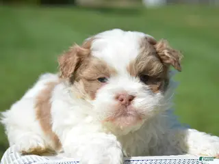 Shihpoo dogs Shihpoo Sarge - Ad 24