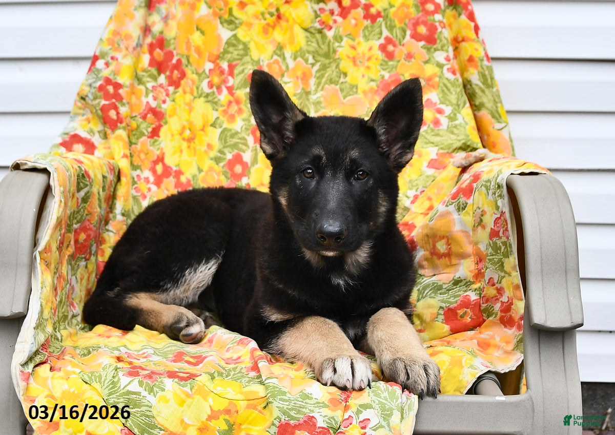 German Shepherd dogs Willow - Ad 2