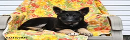 German Shepherd dogs for sale: Willow - Ad 2